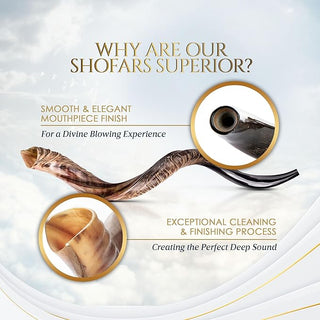 Yemenite Shofar - Kudu Horn