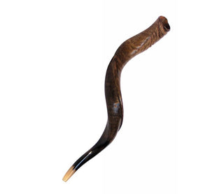 Yemenite Shofar - Kudu Horn